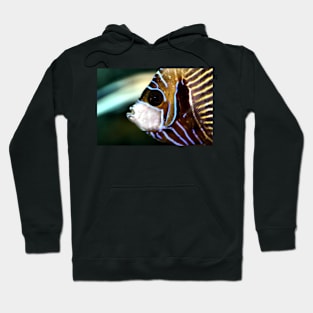 Emperor Angel Hoodie